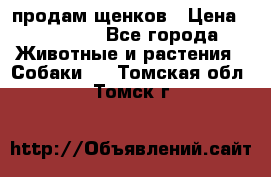 продам щенков › Цена ­ 15 000 - Все города Животные и растения » Собаки   . Томская обл.,Томск г.